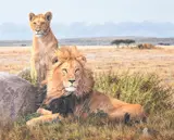 A lion and lioness, serengeti, tanzania by Simon Combes, oil, sold Mar 2023