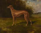 A greyhound by James Clark, oil, sold Mar 2023