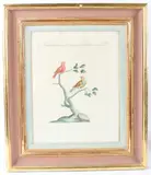 Bengalini Minori..CCCLXVI' two birds on branches, coloured etching, 34 x 27.5cm plate by Xaverio Manetti, etching, sold Dec 2025