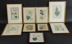 Botanical study of flowers by James Sowerby, watercolor, sold Nov 2025