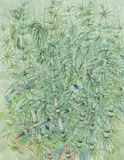 'Orange Tip Butterflies on Horse by Mildred E. Eldridge, 1962, watercolour, sold Apr 2024