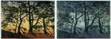 Colograff/monoprint - a pair by Eirian Llwyd, 2005, print (other), offered Apr 2024