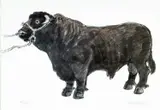Print - standing Welsh Black bull by Kyffin Williams Ra limited edition, print, sold Apr 2024