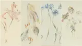 watercolour - four botanical studies, 'Tiger Pink', initialed lower right, Japanese by Angela Kingston, Watercolour Society of Wales, offered Apr 2024