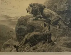 monochrome etching of lions, titled 'In the Enemy`s Country', by Herbert Dicksee, etching, offered Feb 2024