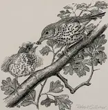 UPDATED DESCRIPTION pen and ink - titled verso 'Song Thrush and by Robert Gillmor, ink, sold Jan 2024