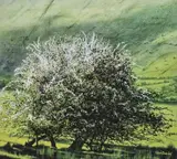 Shadow by Ceri Auckland Davies limited edition, print, sold Dec 2023