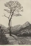 Limited edition by Dorothy M Fairley, engraving, offered Dec 2023