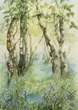 Bluebell Woods by Ralph Howell, watercolor, sold Jul 2024