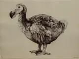 Rowland by Tammy Mackay, print, sold Jun 2024