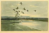 Widgeon beyond the dunes by Peter Scott, pencil, sold May 2024