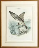 'Le Balbuzard by Édouard Traviès, lithograph, offered Feb 2024