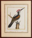 Pic verd, de Goa by Francoise Nicolas Martinet, engraving, sold Jan 2024