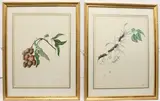 Lee-Chee from Parell by E.A. Briscoe, 1811, watercolour, sold Oct 2023