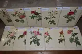 twenty vintage illustrations of various roses, approximate paper size by Pierre-joseph Redoute 'roses', print (other), sold Nov 2020