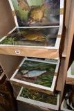 Fish related open edition prints by Garry Cartwright, print (other), sold Nov 2020