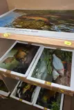 fish related open edition prints comprising approximately by Garry Cartwright, print (other), sold Nov 2020