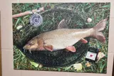 a 'Barbel Lies in the Keepnet' signed bottom right, by Garry Cartwright, oil on canvas, sold Oct 2020