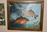 a study of a common carp and a mirror carp, signed and by Garry Cartwright, oil on canvas, sold Oct 2020