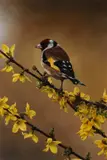 Goldfinch on a branch Signed Oil by Carl Whitfield, Oil on panel, sold Dec 2019