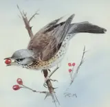 Fieldfare on a branch Signed with initials Watercolour and by Rodger McPhail, Watercolour and pencil, sold Dec 2019