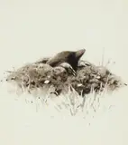 Mole Ink and wash 12 by Rodger McPhail, Ink and wash, sold Dec 2019