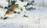 Redwings in the snow Signed with initials Watercolour 11 by Rodger McPhail, Watercolour, sold Dec 2019