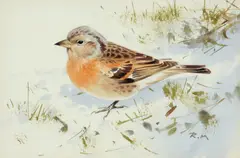 Chaffinch Signed with initials Watercolour and by Rodger McPhail, Watercolour and pencil, sold Dec 2019