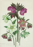 Heleborus Orientalis Seedlings by Paul Furse, 1950, watercolour, sold Dec 2019
