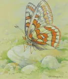 Lapland fritillary by Gordon Beningfield, Watercolour heightened with white, offered Dec 2019