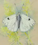 Peak white by Gordon Beningfield, Watercolour heightened with white, offered Dec 2019