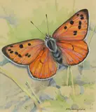 Purple-shot copper by Gordon Beningfield, Watercolour heightened with white, offered Dec 2019