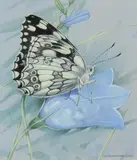 Marbled white by Gordon Beningfield, Watercolour heightened with white, sold Dec 2019