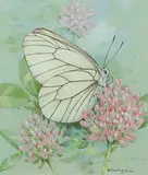Black-veined white by Gordon Beningfield, Watercolour heightened with white, offered Dec 2019