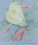 Fenton's wood white by Gordon Beningfield, Watercolour heightened with white, offered Dec 2019