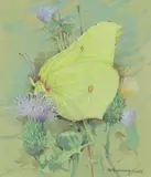 Brimstone by Gordon Beningfield, Watercolour heightened with white, sold Dec 2019