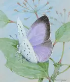 Holly blue by Gordon Beningfield, Watercolour heightened with white, offered Dec 2019