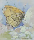 Arctic grayling by Gordon Beningfield, Watercolour heightened with white, offered Dec 2019