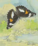 Common eggfly by Gordon Beningfield, Watercolour heightened with white, offered Dec 2019