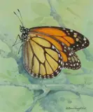 Monarch by Gordon Beningfield, Watercolour heightened with white, offered Dec 2019