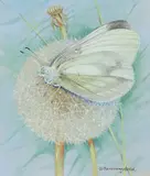 Wood white by Gordon Beningfield, Wood white, sold Dec 2019