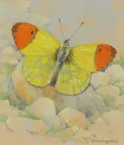 Eastern orange tip by Gordon Beningfield, Watercolour, offered Dec 2019