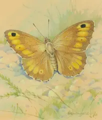 False grayling by Gordon Beningfield, Watercolour, offered Dec 2019