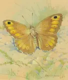 False grayling by Gordon Beningfield, Watercolour, offered Dec 2019