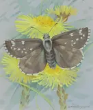 Dusky grizzled skipper by Gordon Beningfield, Watercolour and gouache, offered Dec 2019