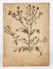Nature studies of flowers and berries by Walter Martin, pencil on paper, sold Nov 2019