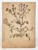 Nature studies of flowers and berries by Walter Martin, pencil on paper, sold Nov 2019