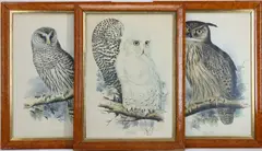 Snowy Owl by Edward Lear, Lithograph prints (3), sold Sep 2025