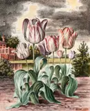 Tulips by Paul Jones, 1946, watercolour and pencil on paper, sold Dec 2015