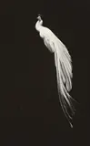 Footless Peacock by Sam Leach, 2007, oil on linen, sold May 2015